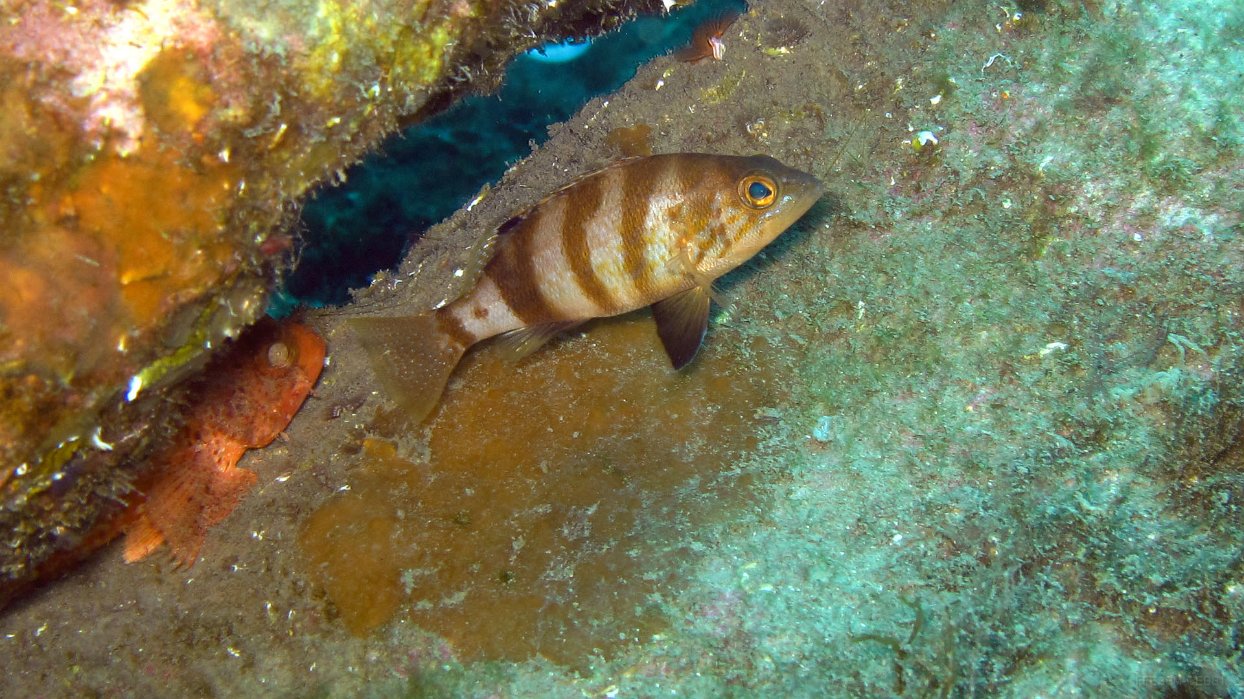 170 Serran hépate (Serranus hepatus).JPG - Serran hépate (Serranus hepatus) : 3 bandes verticales dont la dernière en forme de Y. Tache noire sur la dorsale